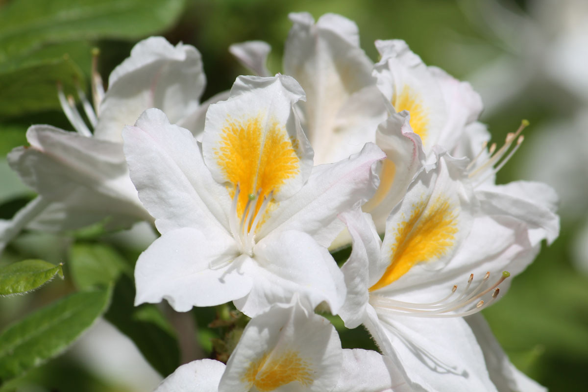 Рододендрон Персил - саженец цветущего растения высотой 30 см 87718488 Santreyd STLM-0075259 - Вид №1