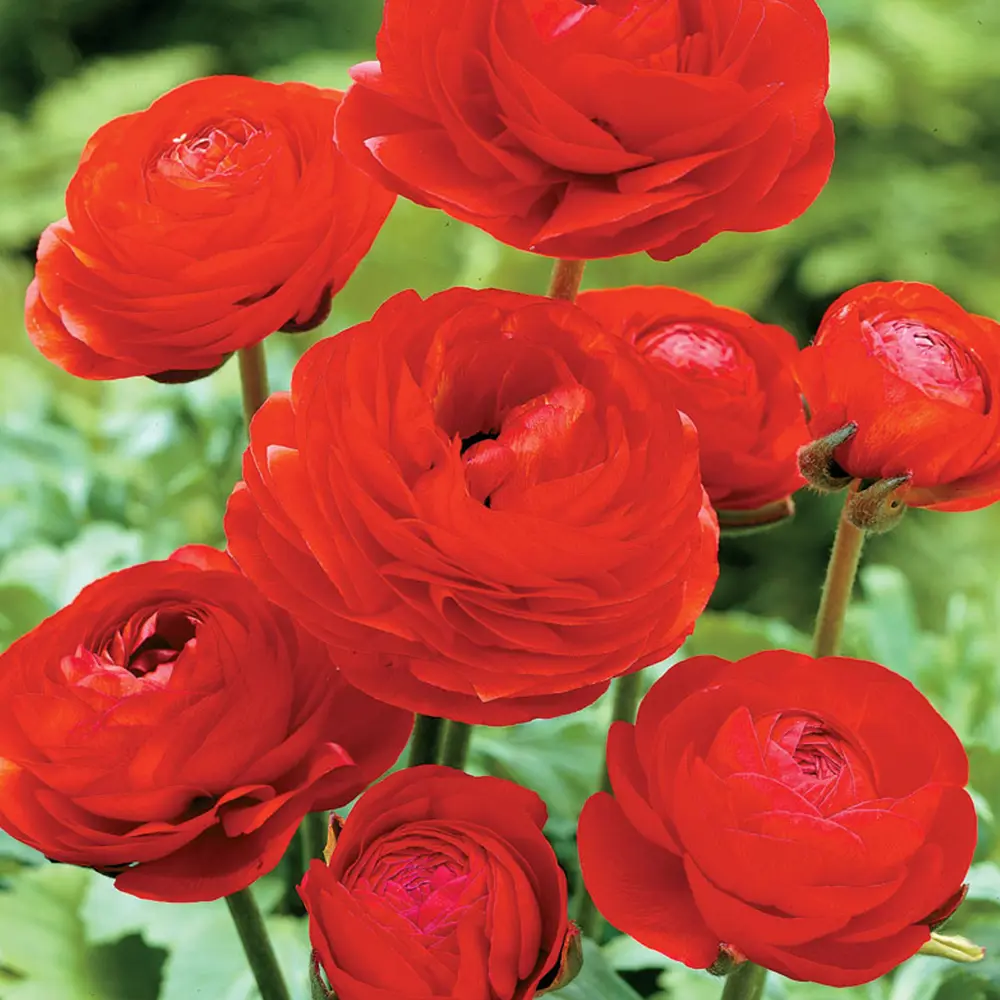 Ранункулюс «Red», 5х6 см 13489829 STLM-2167819 GEOLIA 