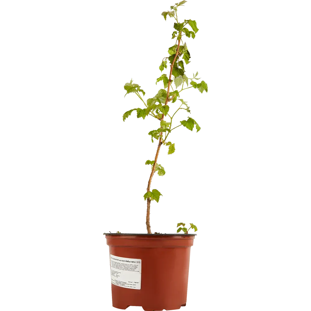 Santreyd Малина ремонтантная Брусвяна - крупноплодный сорт с двойным урожаем 17897387 STLM-0008949