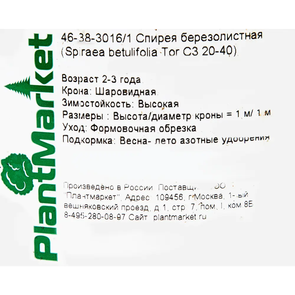 Спирея берёзолистная «Тор» C3 20-40 см PLANTMARKET STLM-2062948 - Вид №1
