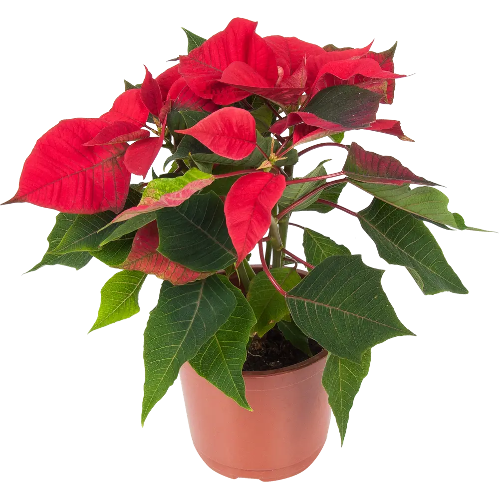 82941551 Пуансеттия микс 15 см STLM-1344270 Santreyd 