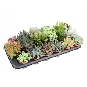 Суккулент микс в горшке ø8.5 см - набор комнатных растений 89434495