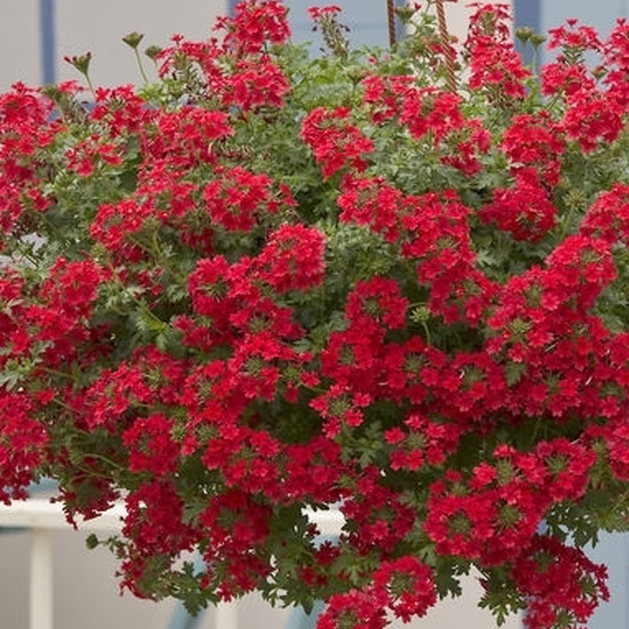 12713593 Рассада «Вербена ампельная», 25x21 см Santreyd  - Вид №2