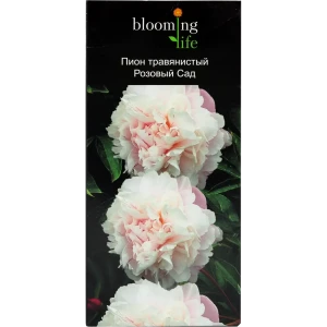Пион травянистый Розовый сад в тубе 14379779 STLM-2129866