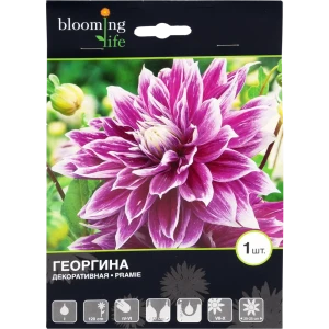 Георгина декоративная Прамие I, 1 шт 82120041 STLM-2096129