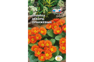 18410539 Семена Примула Аккорд оранжевый 00000015023 СеДек