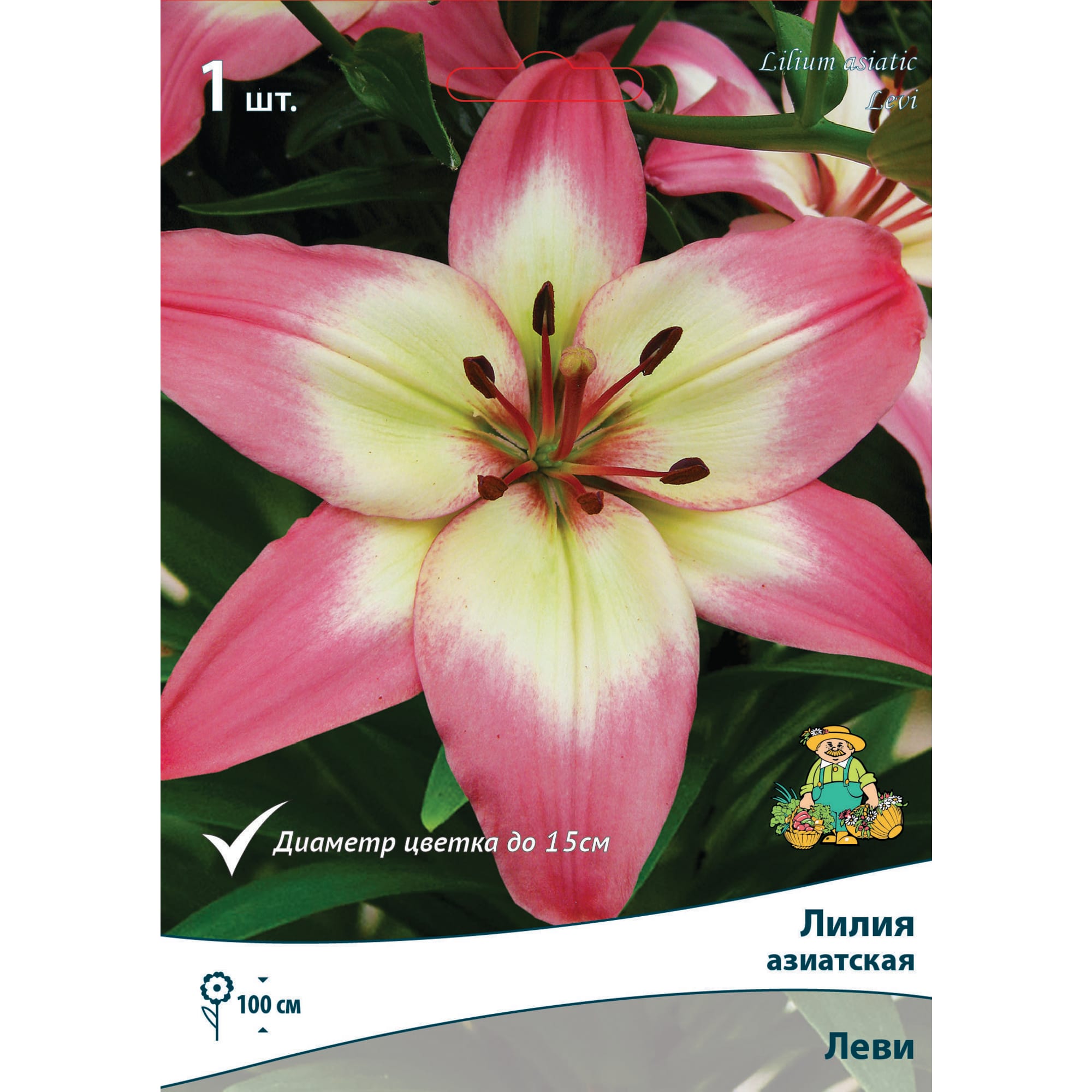 83597442 Лилия азиатская Леви луковица 12/14 Santreyd 