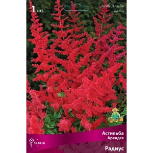Астильба Арендса Радиус луковица I 83598131 STLM-2199388