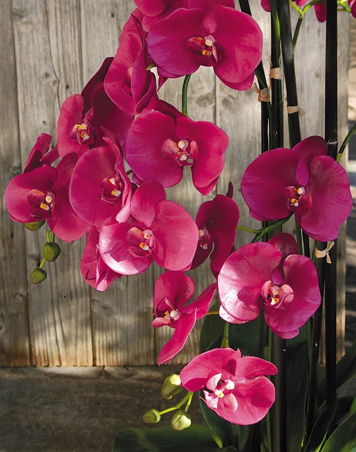 2506 299 a3 Искусственная орхидея Phalaenopsis, 2-х кратная, горшечная, 80 см, real touch, антично-темно-фиолетовый H-andreas  - Вид №1