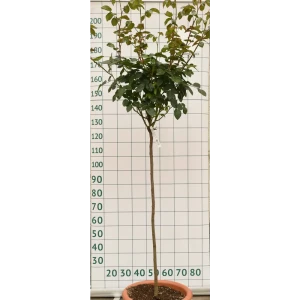 Роза штамбовая «Пёпл Эден» 45x70 см 82676645 STLM-2055452