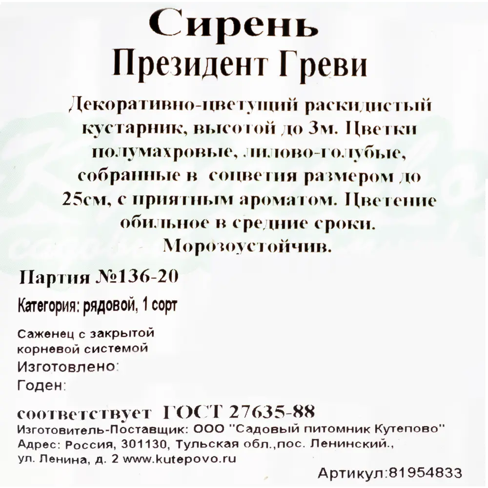 Сирень С2 «Президент Греви» h30 81954833 STLM-2004331 Santreyd  - Вид №1