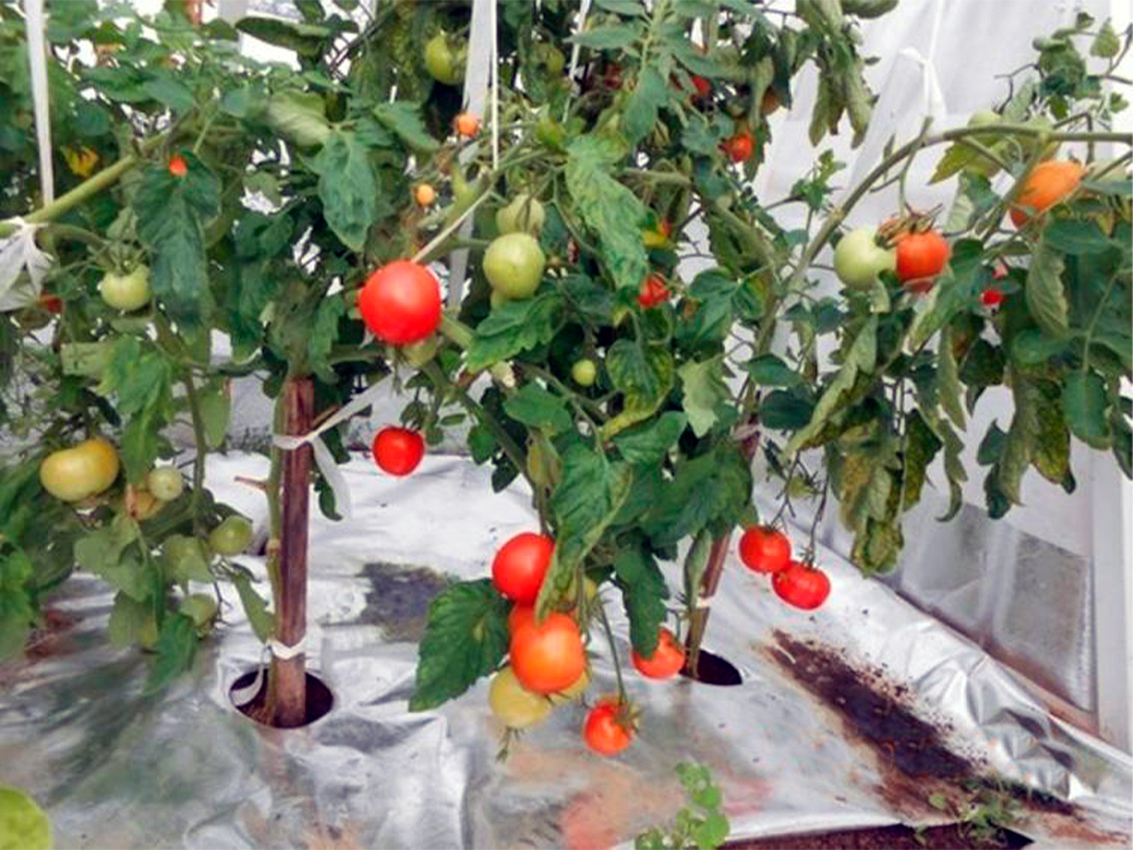 Геотекстиль Агротекс "Фольгированная мульча" ГеоПластБорд GPBST-105 - Вид №1