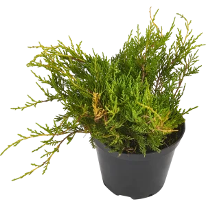 Можжевельник Пфицериана (средний) Голд Коуст ø19 см h40-60 см 85088133 STLM-2166385