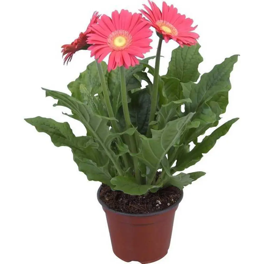 Santreyd Гербера Гарвинеа - яркий саженец для дома и сада 84997293 STLM-0961713