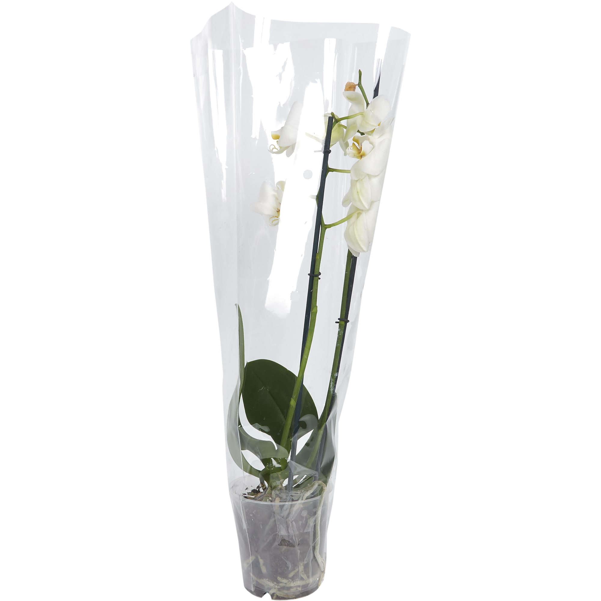 82330265 Орхидея Фаленопсис Стандарт микс 2 стебля ø12 h50 см Santreyd  - Вид №2