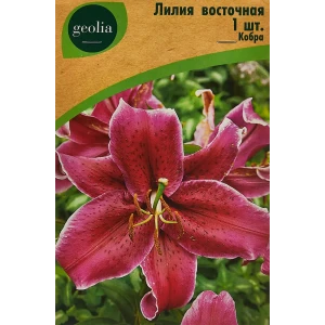 Лилия Geolia восточная Кобра 86408625 STLM-2103242