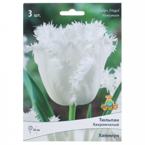 82000222 Тюльпан бахромчатый «Ханимун», высота 40 см, 3 шт.
