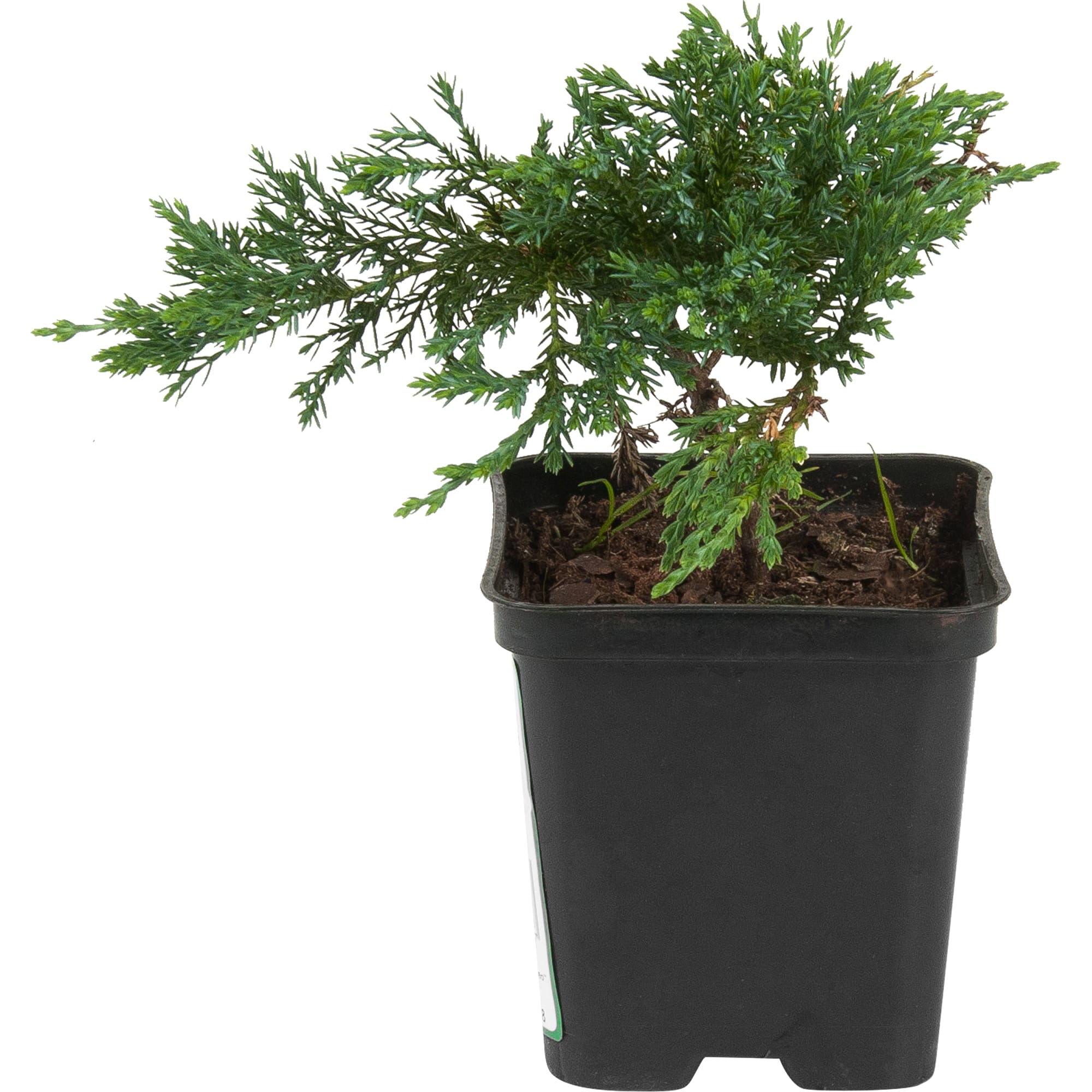 82596778 Можжевельник казацкий 9x15 см Santreyd 