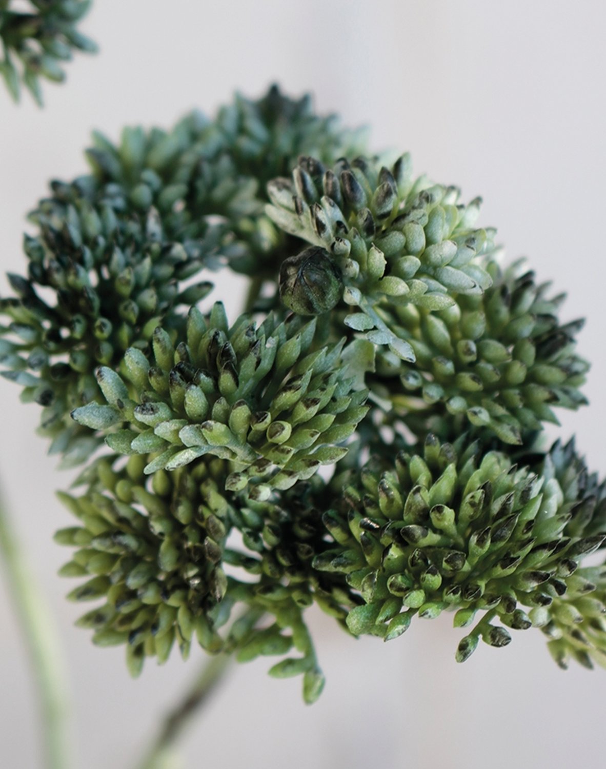 6699 819 a3 Ветка очитка искусственная, 32 см, матово-зеленый H-andreas  - Вид №4