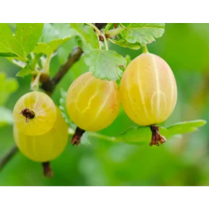Крыжовник «Медовый» C3 высота 40-60 см 82557773 STLM-2170866