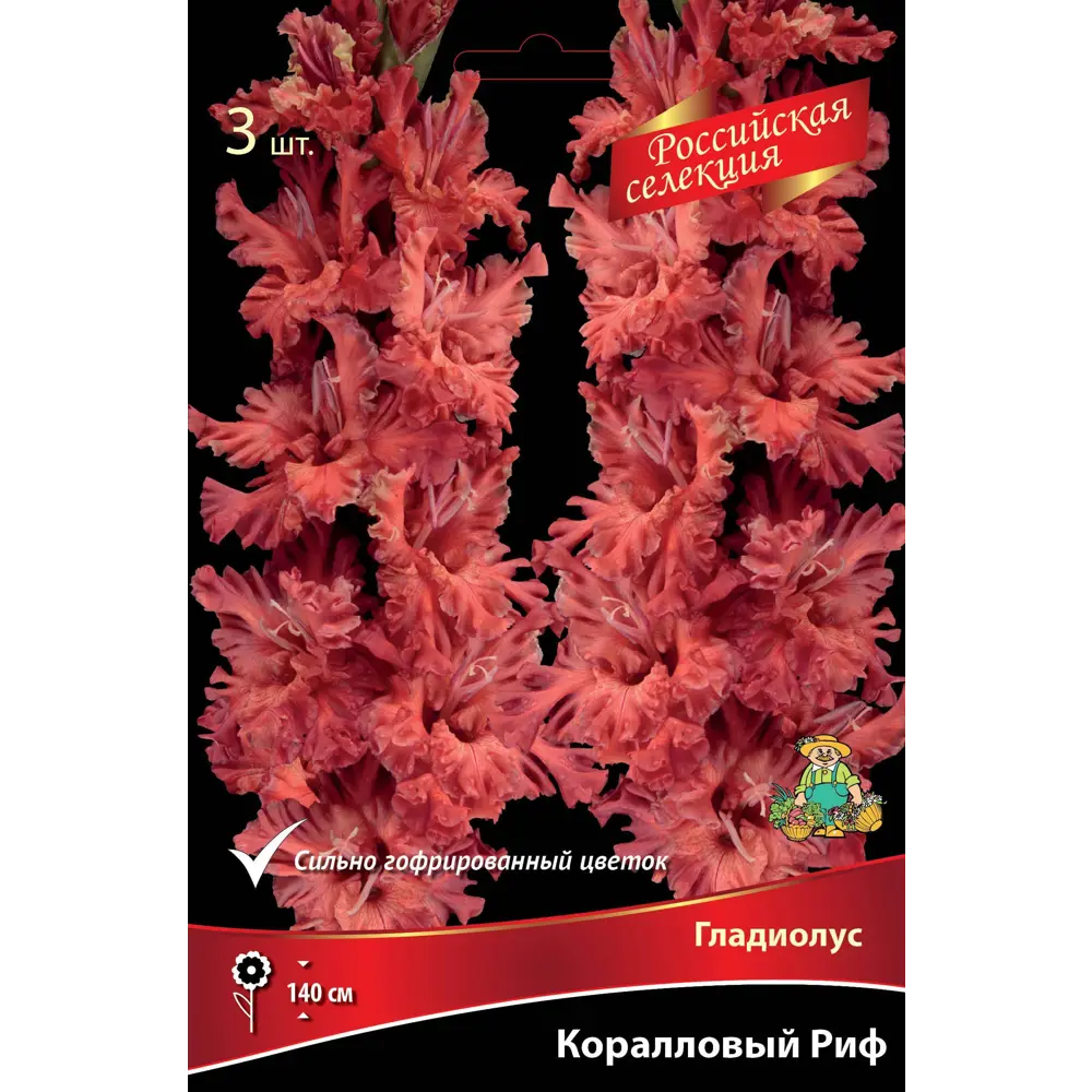Гладиолус Коралловый риф, 3 шт ПОИСК STLM-2034708
