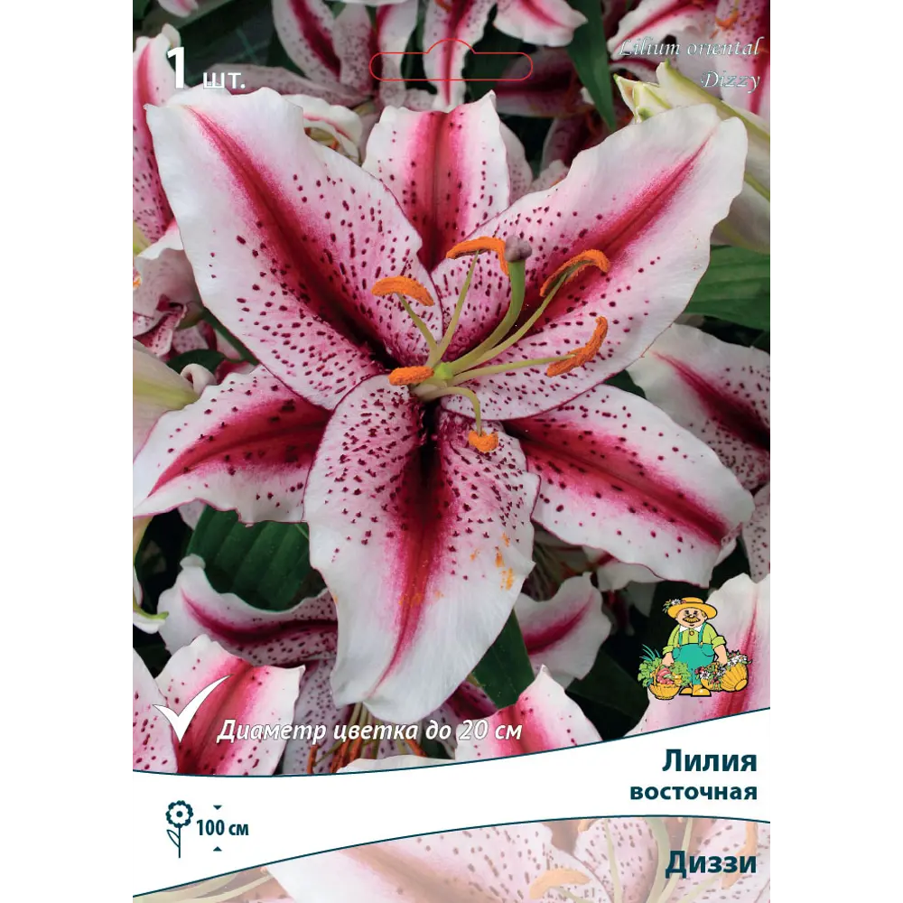 82530236 Лилия восточная Диззи 12/14, 1 шт STLM-0959544 Santreyd 