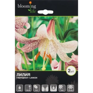 Лилия гибридная «Ланкон» 82539380 STLM-2080651