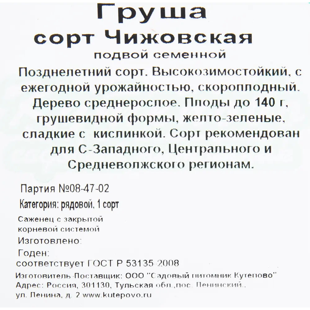 Груша «Чижовская» C4 высота 140 см 82596980 STLM-2107989 Santreyd  - Вид №1
