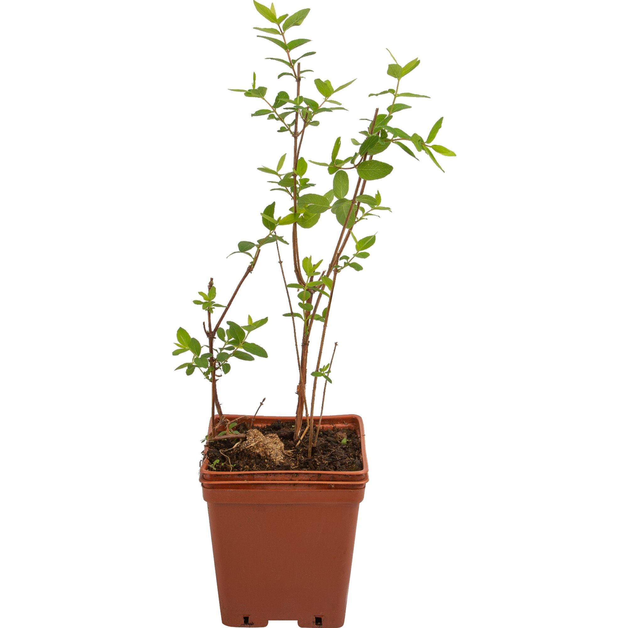 82597073 Жимолость плодовая «Камчадалка» C3 высота 50 см Santreyd  - Вид №2