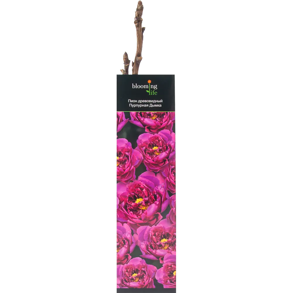 Пион древовидный Пурпурная дымка в тубе 82539498 STLM-2095654 BLOOMING LIFE 
