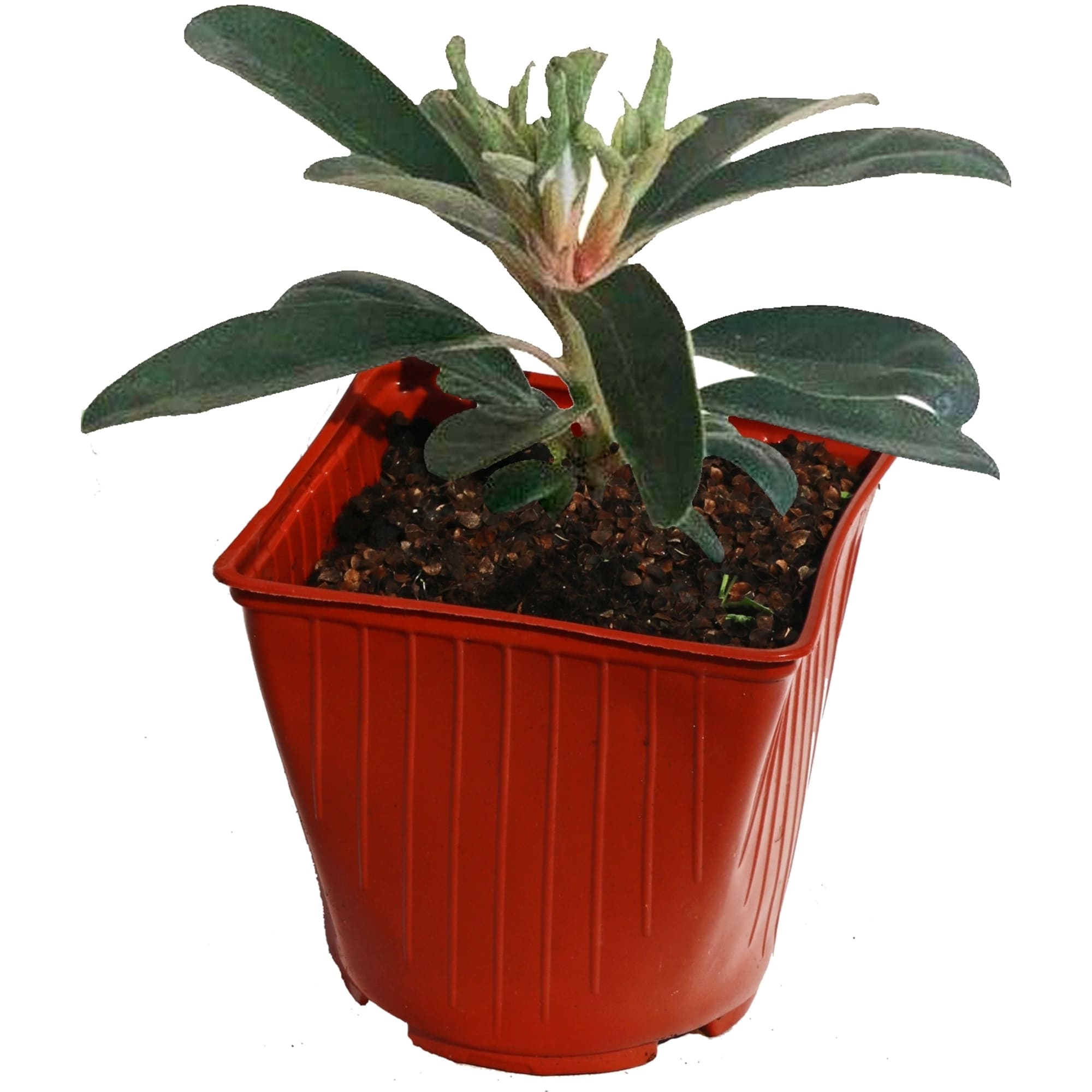 82624023 Рододендрон «Хеллики» 15x30 см Santreyd 