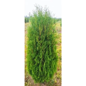 Туя западная Фастигиата ø44 h140 - 160 см 82779966 STLM-2162074