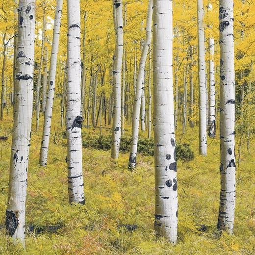 SH069-VD4-Orange-Forest Фотообои Komar Stefan Hefele 2.5х4 м SH069VD4ORANGEFOREST