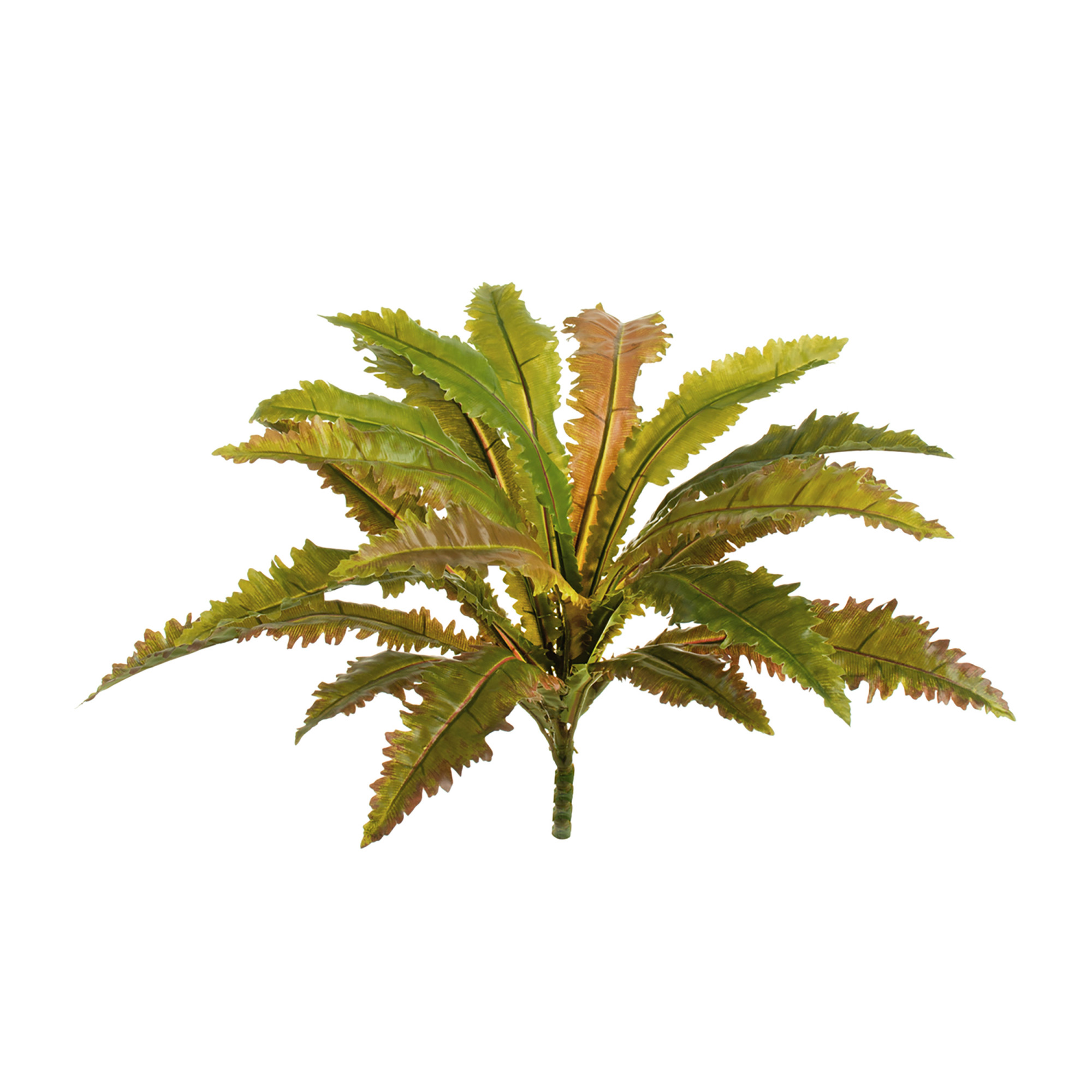 2000983170231 Асплениум Криспи Вэйв высота 35 ROOMERS 