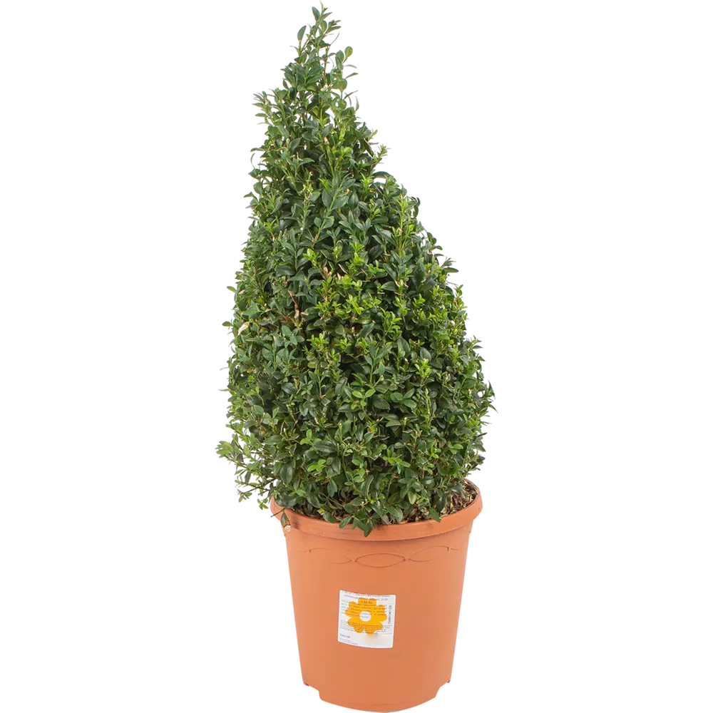 Буксус форма пирамида 23x40 см 82601599 STLM-2113015 Santreyd 
