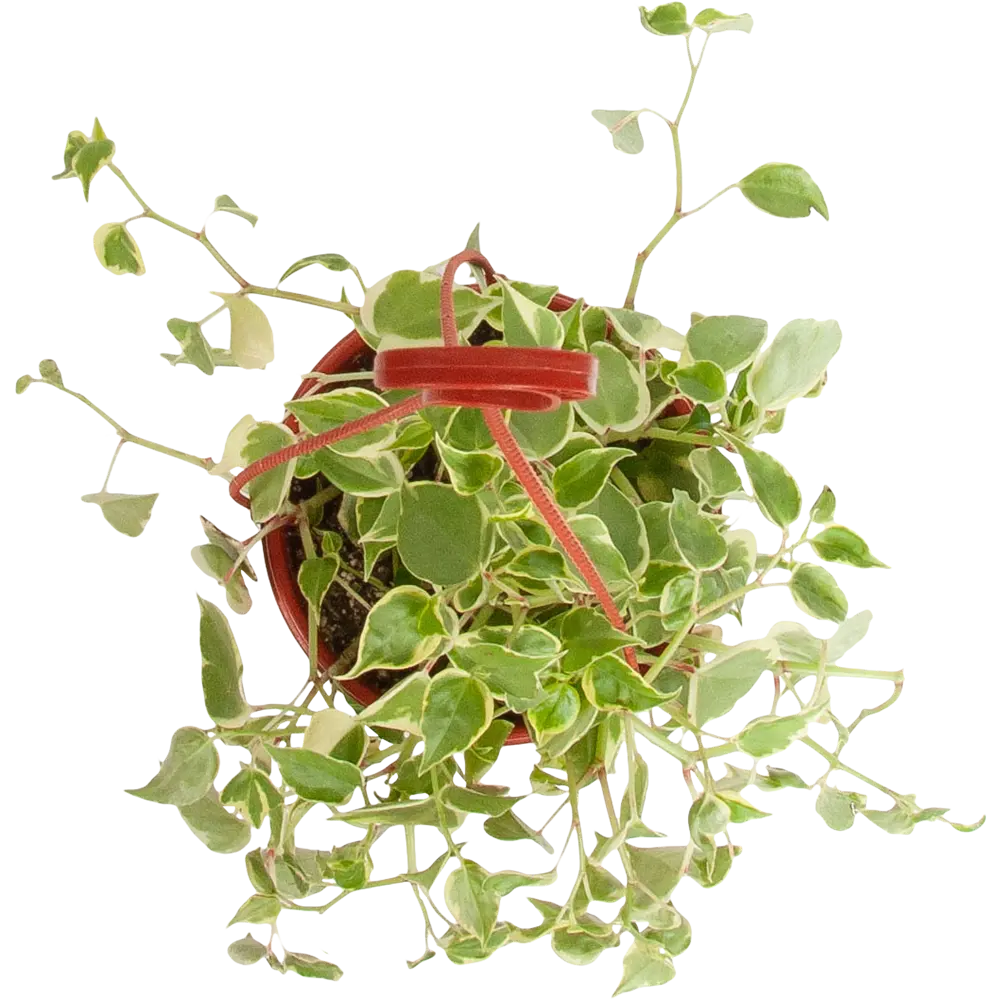 Santreyd Пеперомия лазящая - комнатное растение для любого интерьера 82560388 STLM-0029929 - Вид №1