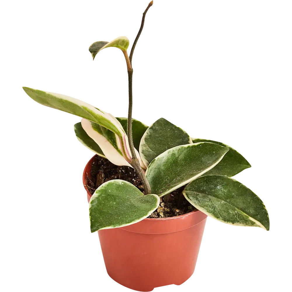 Santreyd Хойя Карноза Кримсон Квин — комнатное растение с трехцветными листьями 89336319 STLM-0964886 - Вид №1