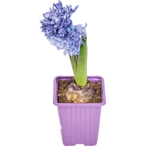Гиацинт 1 луковица микс P7 82558684 STLM-2208275