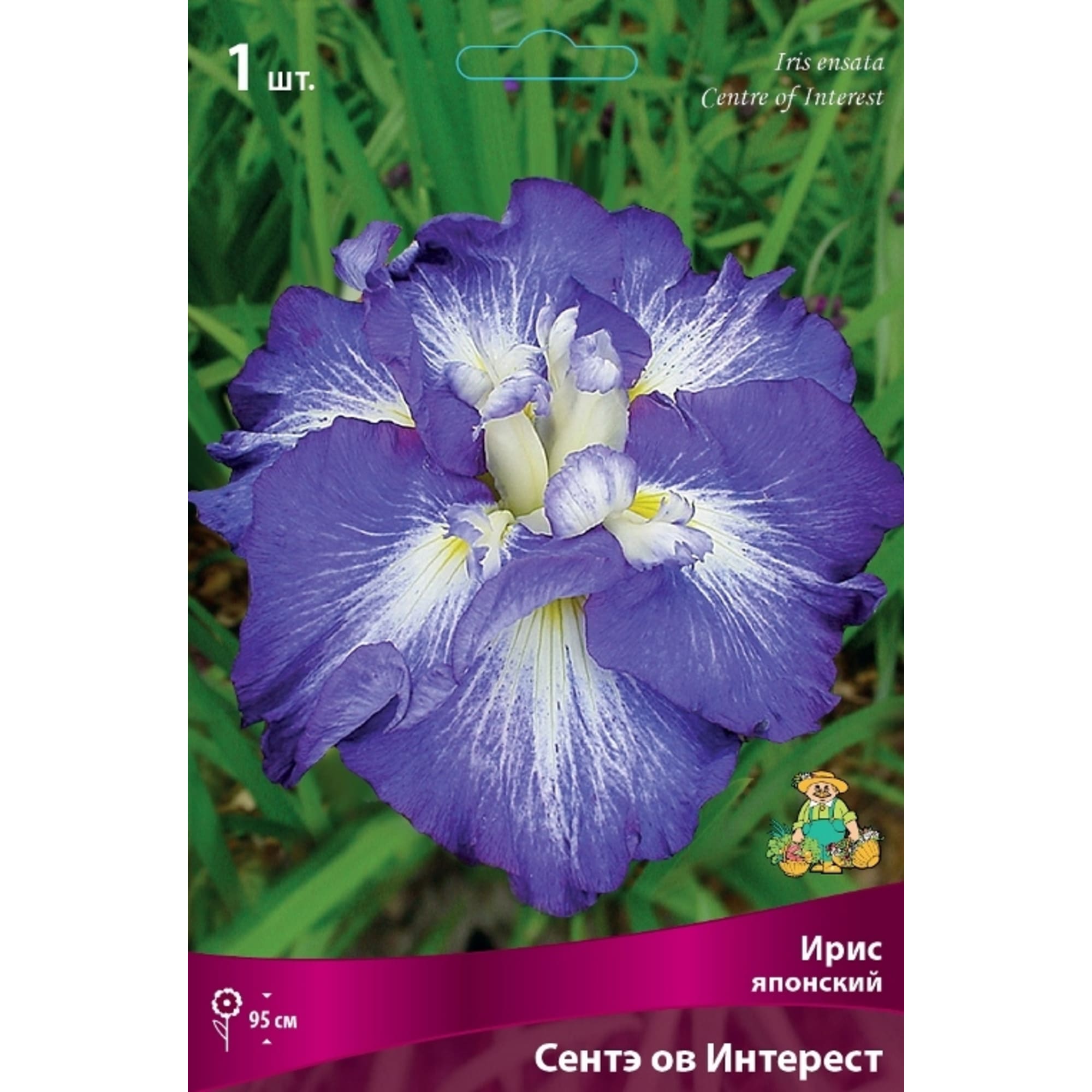 83597284 Ирис японский Сентэ Ов Интерест луковица I Santreyd 