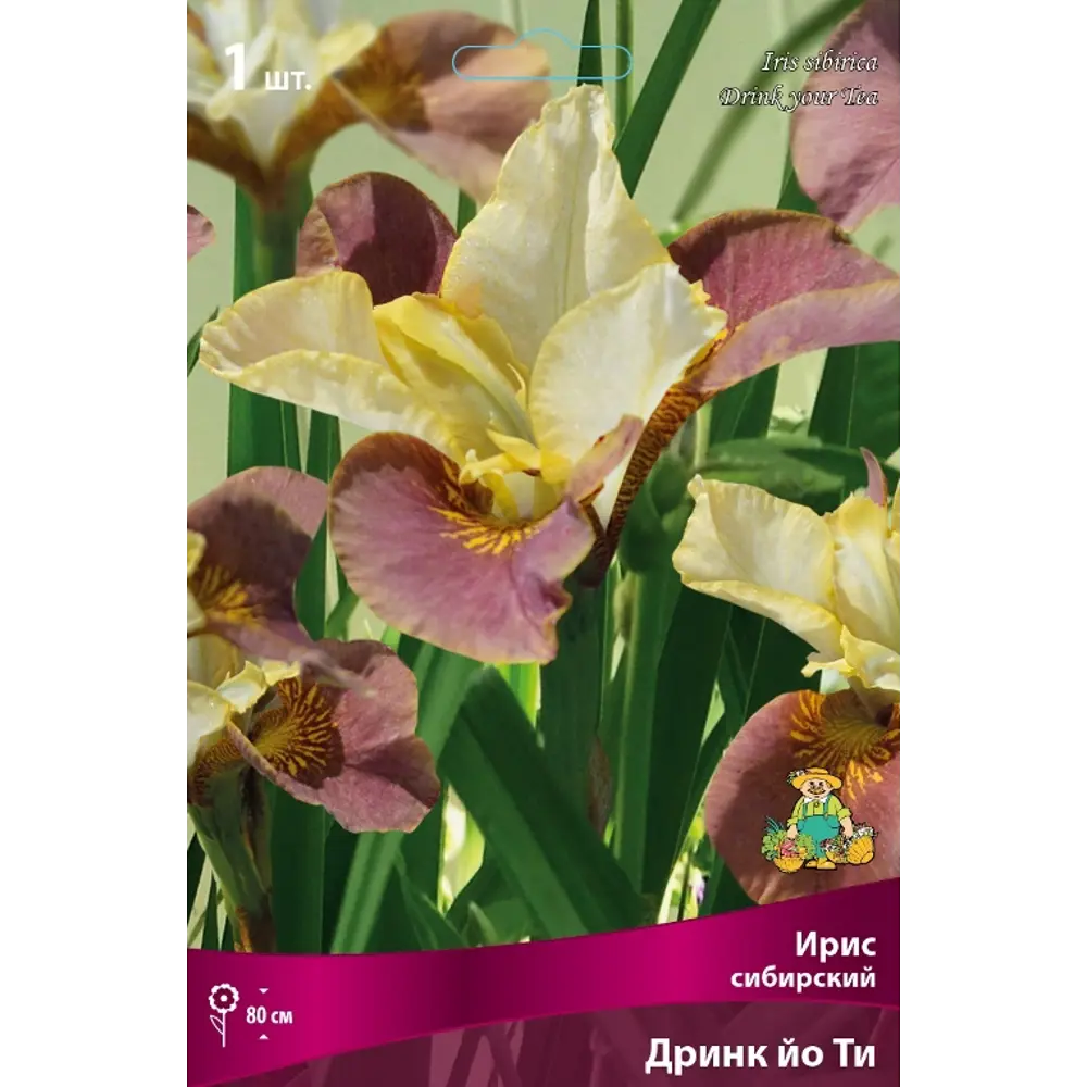 Ирис сибирский Дринк Йо Ти луковица I 83597277 STLM-2139928 Santreyd 