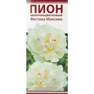 Пион молочноцветковый Фестива максима разбор 2-3 88294988 STLM-2210700