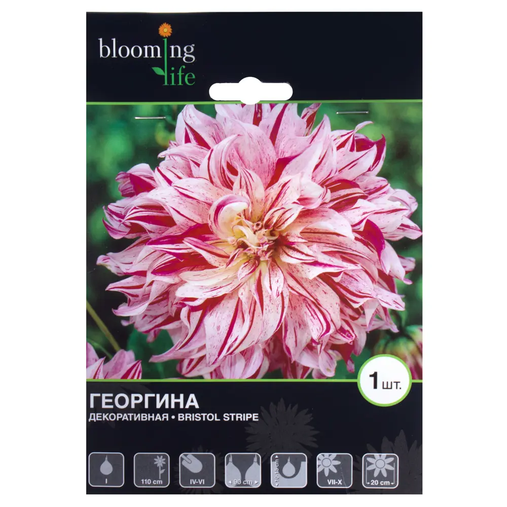 Георгина декоративная Бристол Страйп (I) 12615387 STLM-2172461 Santreyd 