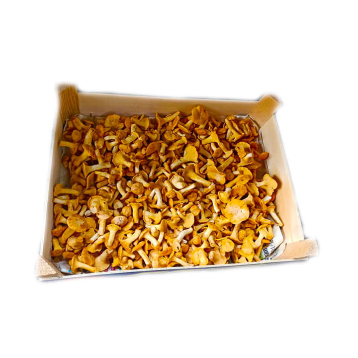 Лисички в ящике ~6 кг Santreyd 20218 - Вид №1