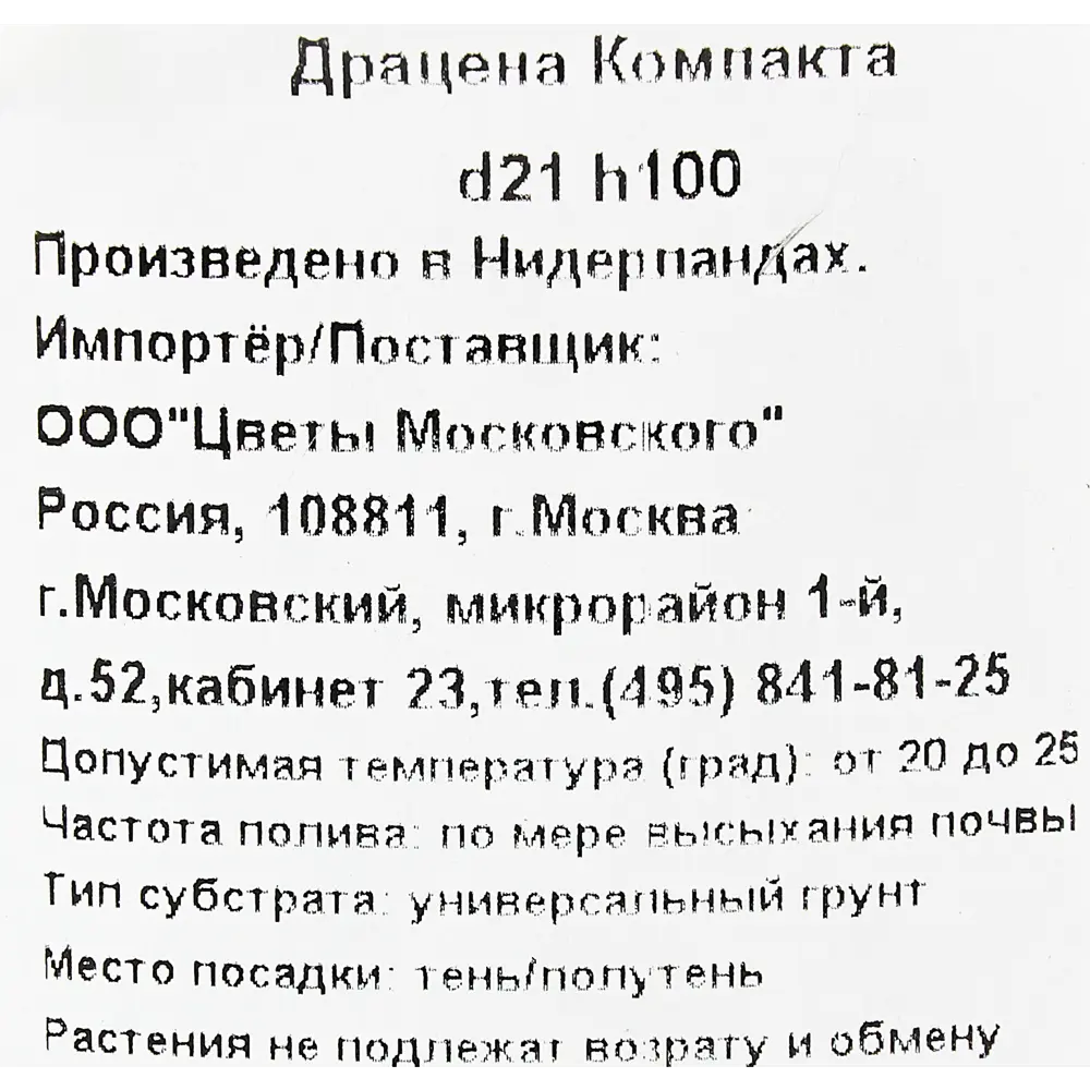 Драцена Компакта 21x100 см 82892068 STLM-2108595 Santreyd  - Вид №2