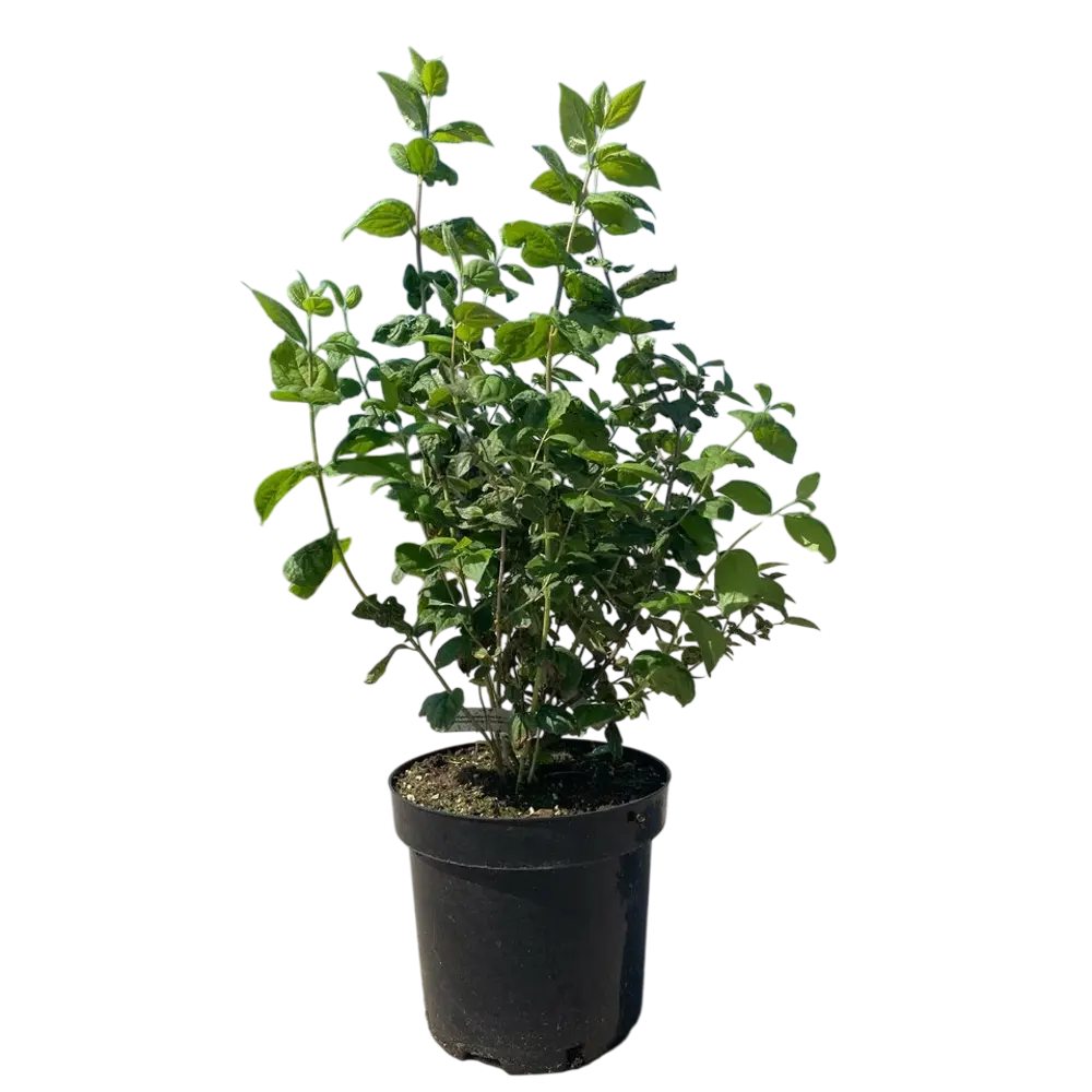 Чубушник венечный Сноу Гус ø26 h50 - 70 см Santreyd STLM-2146839