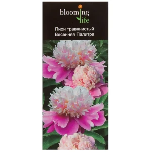 Пион травянистый «Весенняя палитра» (в тубе) 81948484 STLM-2072690