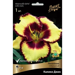 Лилейник гибридный Калико Джек луковица I 83597592 STLM-2121962