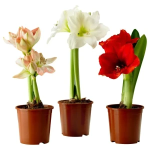 Гиппеаструм ø12 h25 см 83248146 STLM-2164277