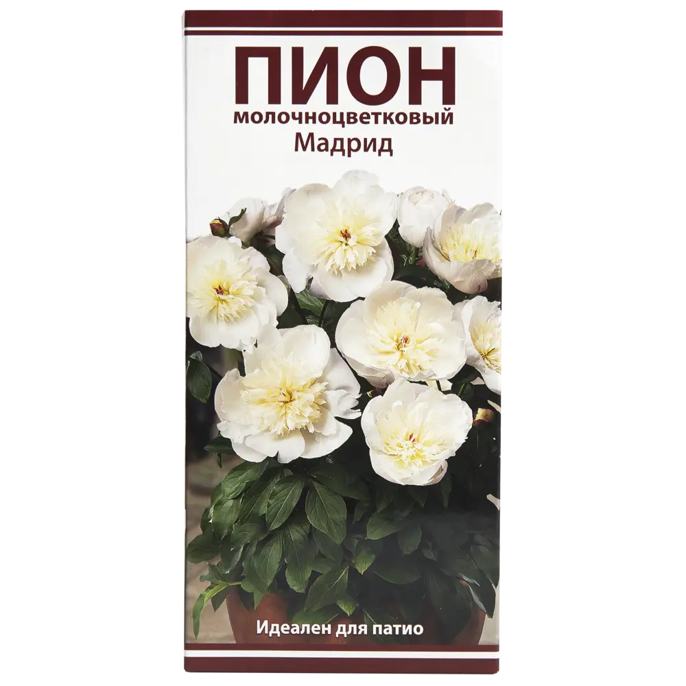 Пион молочноцветковый «Мадрид», размер луковицы I 82319608 STLM-2192516 Santreyd 