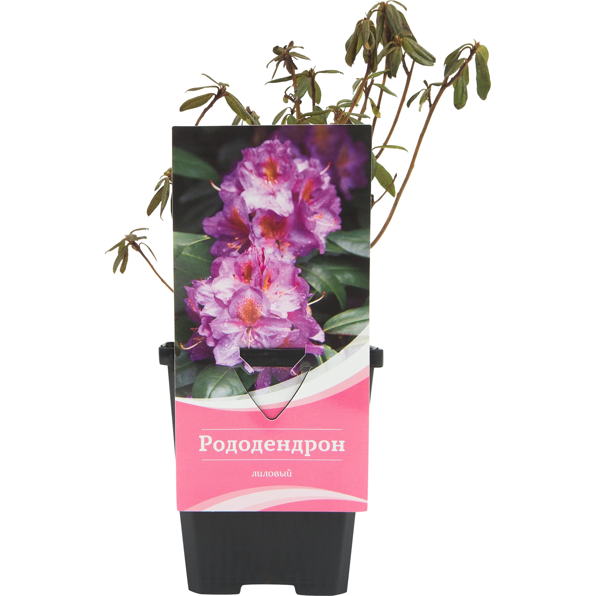 82601868 Рододендрон гибридный «Глетшемачт» 9x20 см Santreyd 